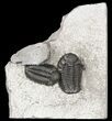 Three Eldredgeops (Phacops) Trilobites - New York #55004-1